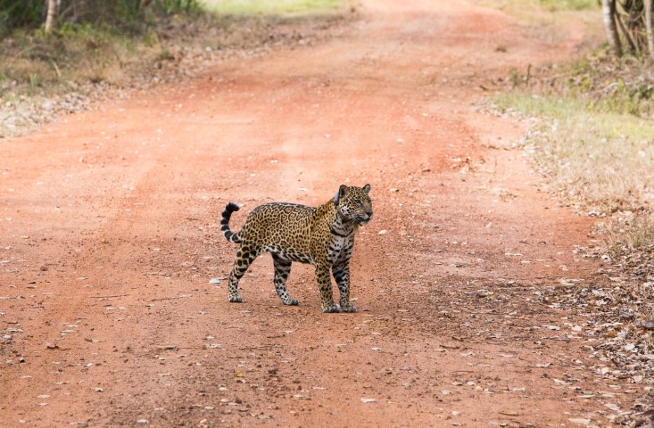 Pantanal - Photo by Pantanal